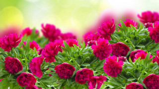 Pink flowers green leaves blurry 4 - green leaf free wallpaper