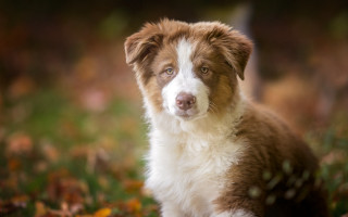 Dog leaves grass blurry bokeh - brown free wallpaper