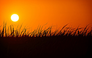 Sunset bird grass red sky - a sunset free wallpaper