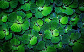 Green leaves macro ecological art - close free wallpaper