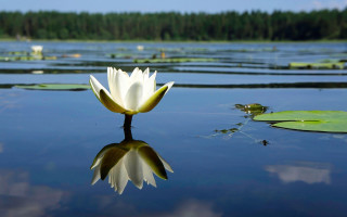 White flower floating pond lily - a photo free wallpaper