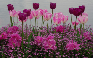 Purple flowers water bird garden - betty merken free wallpaper