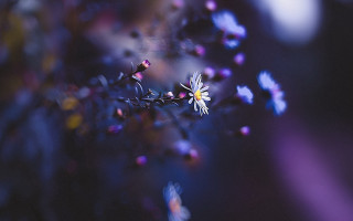 Flower bokeh macro shallowdepth night - florianne becker free wallpaper