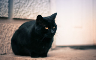 Black cat beach tilt shift - a step free wallpaper