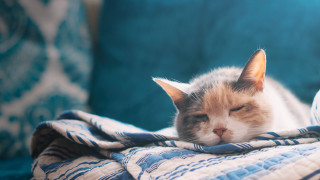 Cat sleeping blanket couch blurry - a pillow free wallpaper