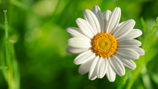 White yellow flower green grass - constant permeke free wallpaper