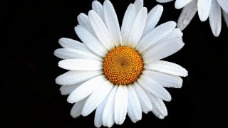 White flower yellow center black 4 - a yellow center free wallpaper