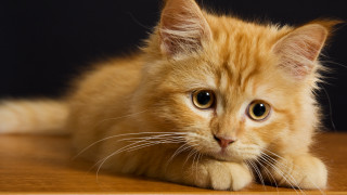 Small orange kitten on table - a wooden table free wallpaper