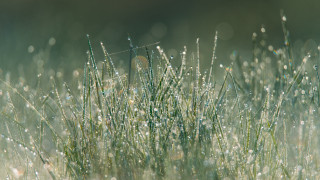 Dew grass nature macro forest - grass free wallpaper