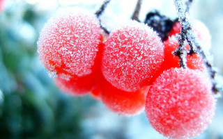 Berries ice snow flake macro - a blurry background free wallpaper