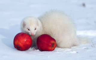 White animal red apples snow - the ground and grass free wallpaper