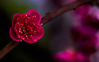Flower closeup branch pink blurry - a close up of a flower free wallpaper for desktop