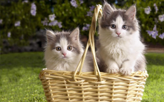 Kittens basket grass sun cute - outside free wallpaper