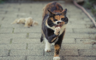 Cat walking brick path laying - viennese actionism free wallpaper