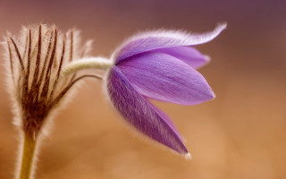 Purple flower butterfly macro closeup - a purple flower free wallpaper