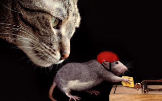 Cat mouse trap red hat - a red hat free wallpaper