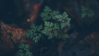 Plant green leaves woods rock - a plant free wallpaper