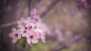 Pink flower cherry blossoms macro 3 - soft free wallpaper