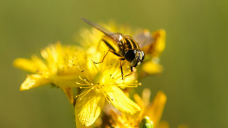 Bee flower macro blurry fire - a bee free wallpaper