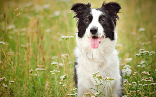 Dog flower field outdoor animal - its mouth open free wallpaper