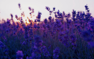 Lavender sunset field autumn leaves - a field of lavender free wallpaper