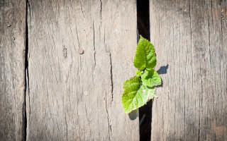 Green plant wooden planks shadow - a green plant free wallpaper