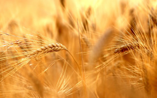 Wheat field blurry background yellow - heavy grain free wallpaper