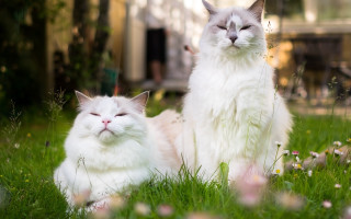 White cats grass closed eyes - the grass free wallpaper