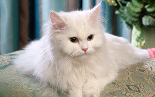White cat couch vase flowers - a vase of flowers free wallpaper