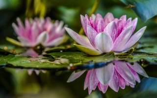 Pink flower lily butterfly bee - a pond free wallpaper