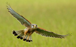 Bird flying wings grass angel - arie smit free wallpaper