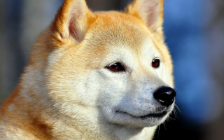 Dog closeup blurry background red - a close up of a dog free wallpaper
