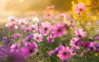 Pink flower field sun blurry - a sun free wallpaper for desktop