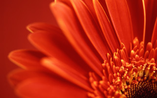 Bright orange flower red background 2 - a yellow center free wallpaper