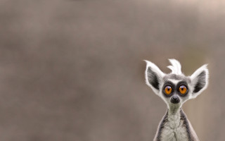 Lemur orange eyes furry wildlife - furry free wallpaper