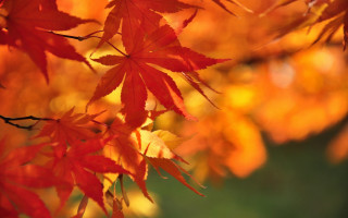 Tree red leaves autumn blurry - red leaf free wallpaper