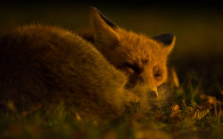 Fox laying grass looking distance - closed free wallpaper