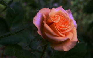 Orange rose blooming garden green - a blurry image free wallpaper