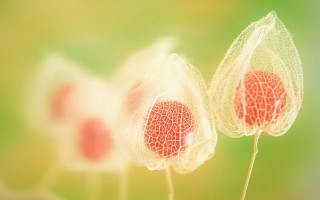 Three red flowers green background - three red flower free wallpaper