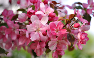 Pink flowers blooming branch bokeh - a bunch free wallpaper