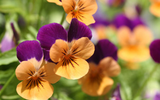 Purple orange flower bokeh macro - a close up of a bunch free wallpaper