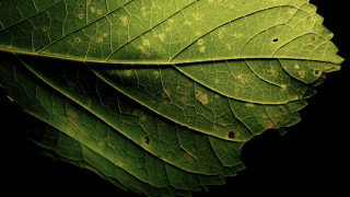 Green leaf brown spots black - free autumn wallpaper for desktop