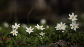 White flowers green grass macro - naturalism free wallpaper
