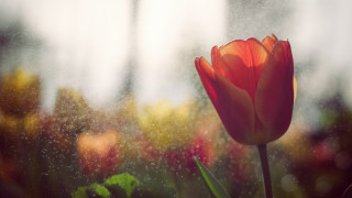 Red tulip rainy window blurry - impressionist free wallpaper