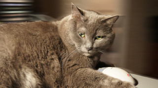 Cat desk mouse serious face - a computer mouse free wallpaper