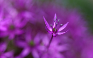 Purple flower bokeh macro nature - a purple flower free wallpaper