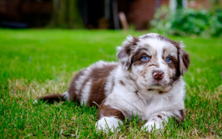 Puppy blue eye grass sad - his face free wallpaper