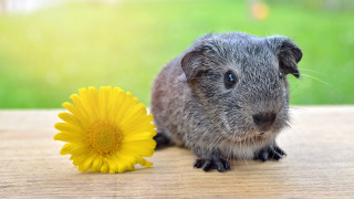 Small rodent yellow flower outdoors - brenda chamberlain free wallpaper