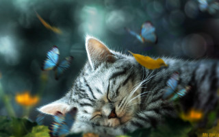 Sleeping cat flower butterflies fantasy - dreamlike free wallpaper