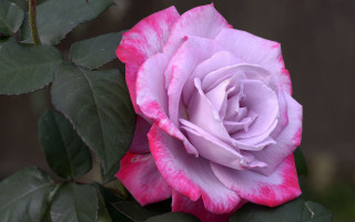 Pink rose green leaves macro 5 - blanche hoschedé monet free wallpaper